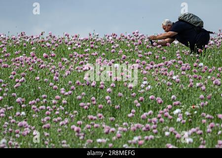 Germerode, Germania. 21st giugno, 2023. Un visitatore scatta una foto di un campo di papavero in fiore nel Frau-Holle-Land Geo-Nature Park. Ogni anno in giugno e luglio, papaveri fioriscono nel Parco Geo-Naturale Hessiano del Nord. Credit: Swen Pförtner/dpa/Alamy Live News Foto Stock