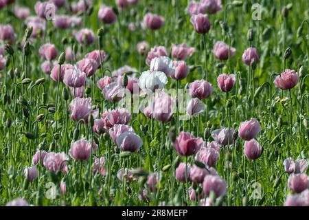 Germerode, Germania. 21st giugno, 2023. Un campo di papavero in fiore nel Parco Geo-Nature Frau-Holle-Land. Ogni anno in giugno e luglio fiorisce il papavero nel Parco Naturale Geo Hessiano Nord. Credit: Swen Pförtner/dpa/Alamy Live News Foto Stock