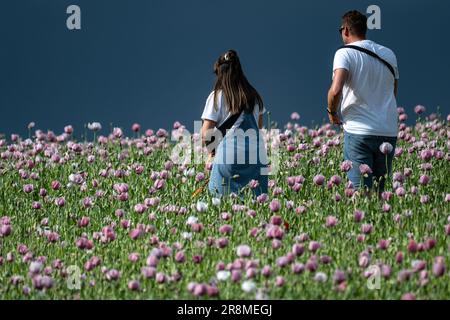 Germerode, Germania. 21st giugno, 2023. I visitatori camminano attraverso un campo di papaveri in fiore nel Frau-Holle-Land Geo-Nature Park. Ogni anno in giugno e luglio, papaveri fioriscono nel Parco Naturale del Nord Hessian Geo. Credit: Swen Pförtner/dpa/Alamy Live News Foto Stock