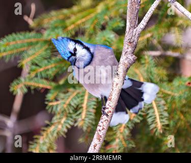 Vista ravvicinata di Blue Jay appollaiata su un ramo con uno sfondo sfocato nell'ambiente forestale e nell'habitat che mostra il piumaggio di piume blu. Jay Portrait Foto Stock