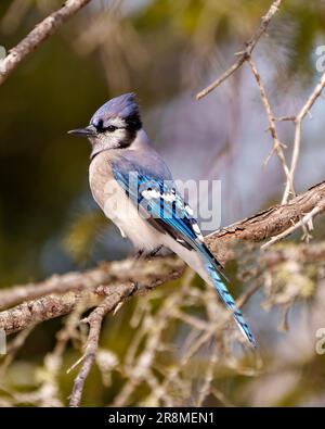 Vista ravvicinata di Blue Jay appollaiata su un ramo con uno sfondo morbido e sfocato nell'ambiente forestale e nell'habitat che mostra il piumaggio di piume blu. Foto Stock