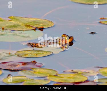 Rana seduta in acqua che mostra il corpo, la testa, le gambe, gli occhi e si gode l'ambiente e l'habitat circostante con le ninfee. Foto Stock