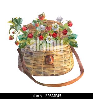 Illustrazione ad acquerello di fragole selvatiche in un sacchetto di vimini, isolato su uno sfondo bianco Foto Stock