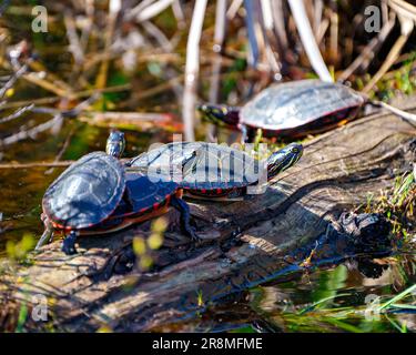 Gruppo di tartarughe dipinte che riposa nello stagno su un tronco nel loro ambiente e habitat circostante. Immagine tartaruga. Ritratto. Foto Stock