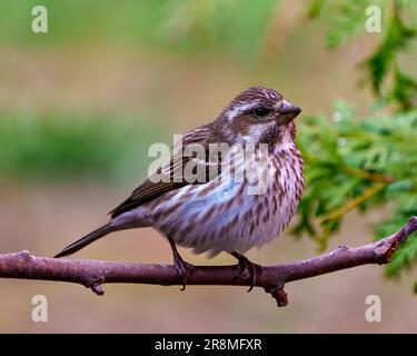 Vista ravvicinata delle donne Finch, arroccata su un ramo con uno sfondo colorato nel suo ambiente e nell'ambiente circostante. Immagine Finch viola. Foto Stock