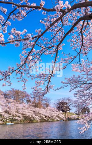 Fiori di ciliegio nel Takada Castle Ruins Park Foto Stock