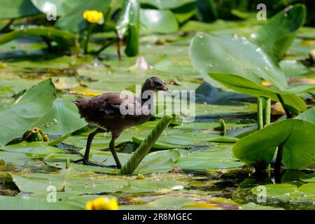 Moorhen Gallinula chloropus, giovanile che cammina su tamponi di giglio con gambe lunghe e dita dei piedi piumaggio marrone chiaro segni di rosso e giallo che iniziano sul conto Foto Stock