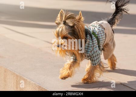 Un simpatico cagnolino cammina in un parco cittadino. Foto Stock
