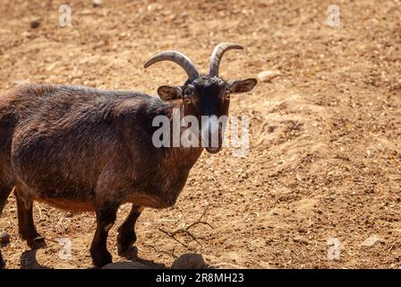 Capra pigmea africana. Divertente e bellissimo animale ungulato. Foto Stock