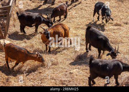 Capra pigmea africana. Divertente e bellissimo animale ungulato. Foto Stock
