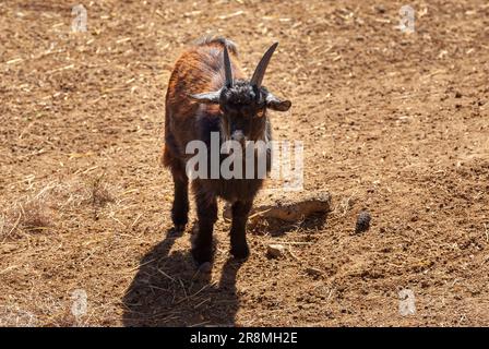 Capra pigmea africana. Divertente e bellissimo animale ungulato. Foto Stock