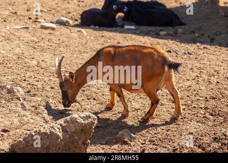 Capra pigmea africana. Divertente e bellissimo animale ungulato. Foto Stock