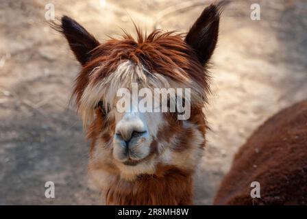 Carino Alpaca, Vicugna pacos. Animale bello e divertente. Foto Stock