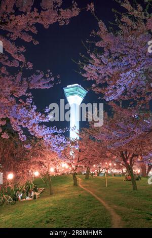 Fiori di ciliegio nel parco Goryokaku e nella torre Goryokaku di notte Foto Stock