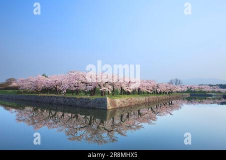 Fiori di ciliegio nel parco Goryokaku Foto Stock