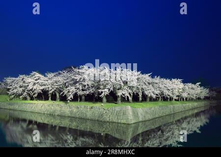 Fiori di ciliegio nel parco Goryokaku Foto Stock