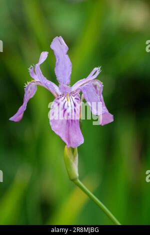 Iris milesii, fiore rosso iride, perenne deciduo, fiori porpora-rosa, bordi ondulati, cadute chiazzate, creste arancio-gialle Foto Stock