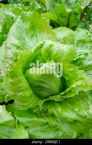 Lactuca sativa Webbs meraviglioso, lattuga Webbs meraviglioso, lattuga tipo crisphead con foglie frilly bordato Foto Stock