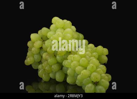 Mazzo di uve verdi con gocce d'acqua su fondo nero Foto Stock