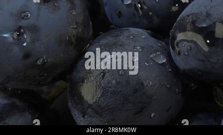 Odessa, Ucraina. 8th giugno, 2023. Primo piano di bacche di grappolo d'uva scuro con gocce d'acqua (Credit Image: © Andrey Nekrasov/ZUMA Press Wire) SOLO PER USO EDITORIALE! Non per USO commerciale! Foto Stock