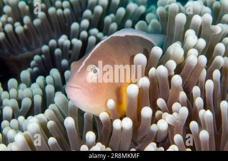 Skunk Anemonefish, Amphiprion akallopisos, nel magnifico Anemone marino, Heteractis magnifica, sito di immersione nel Giardino dei Coralli, Isola Menjangan, Bali, Indonesia Foto Stock
