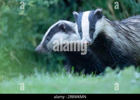 Un paio di Badgers selvatici adulti (Meles meles), Warwickshire Foto Stock