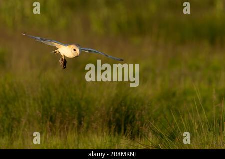 Barn Owl (Tyto Alba) sotto la bella luce del sole che porta un vole catturato di recente nei suoi taloni, Norfolk Foto Stock