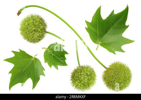 frutti e foglie di platano di sicomoro isolati su bacground bianca. Vista dall'alto. Spianatura piatta Foto Stock