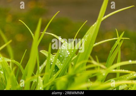 Gocce d'acqua sulle lame d'erba dopo la pioggia Foto Stock