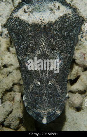 Crocodile Flathead, Cymbacephalus beauforti, sito post-immersione, isola Menjangan, Bali, Indonesia Foto Stock