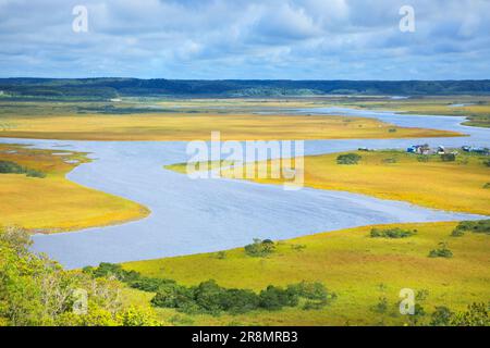 Foglie autunnali di erba nella zona umida di Kiritappu Foto Stock