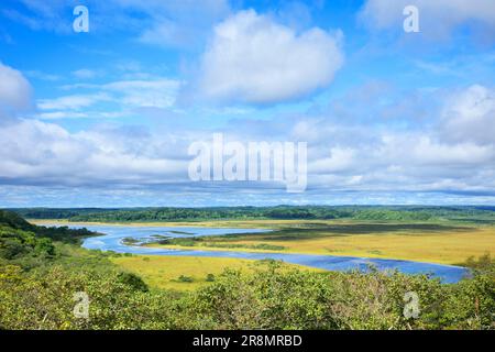 Foglie autunnali di erba nella zona umida di Kiritappu Foto Stock