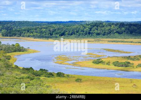 Foglie autunnali di erba nella zona umida di Kiritappu Foto Stock