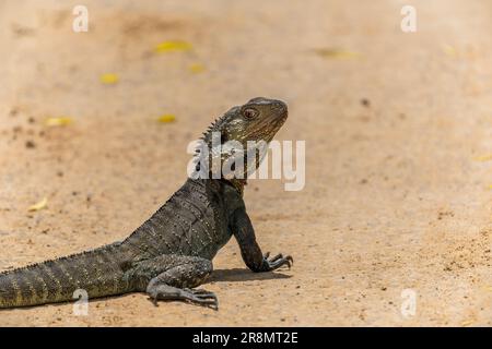 Un'inquadratura selettiva di un drago d'acqua orientale che si gode il sole Foto Stock