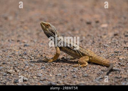 Un'inquadratura selettiva di un drago dalle orecchie orientali che si gode il sole Foto Stock