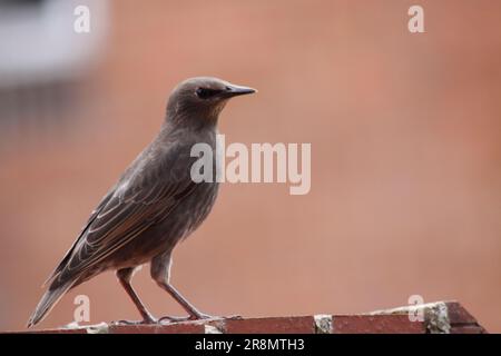 Ritratto di uno Starling ( Sturnus vulgaris) su un muro di mattoni Oxfordshire Inghilterra regno unito Foto Stock