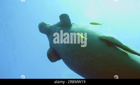 La mucca marina (Dugong dugon) o Dugong con pesci Remorafish sulla pancia nuota fino in superficie in acque blu, scuola di trevally dorato (Gnathanodon speciosus) Foto Stock