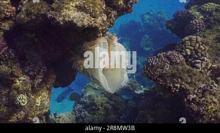 Inquinamento di plastica, primo piano del sacchetto di plastica appeso al reef. Un vecchio sacco acrilico bianco appeso sulla barriera corallina e ondate in corrente di acqua, Mar Rosso, Egitto Foto Stock