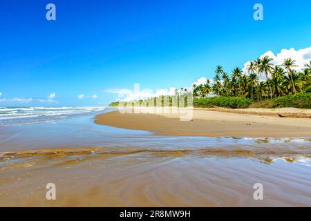 Spiaggia di Sargi circondata da palme da cocco e completamente deserta in una mattinata estiva a Serra Grande sulla costa di Bahia Foto Stock
