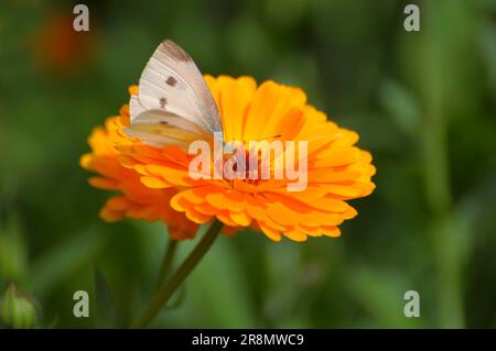 Farfalla : piccolo bianco (Pieris rapae) su fiore di marigold Foto Stock