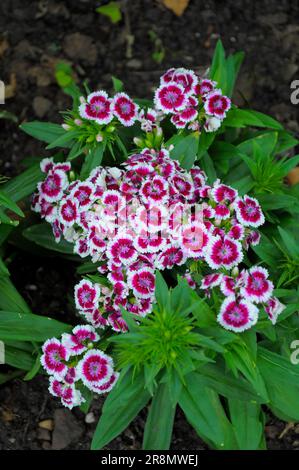 Sweet williams (Dianthus barbatus) nel giardino, garofano Bearded Foto Stock