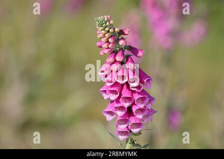 foxglove comune (digitalis purpurea), fiore singolo, Siegerland, Renania settentrionale-Vestfalia, Germania Foto Stock
