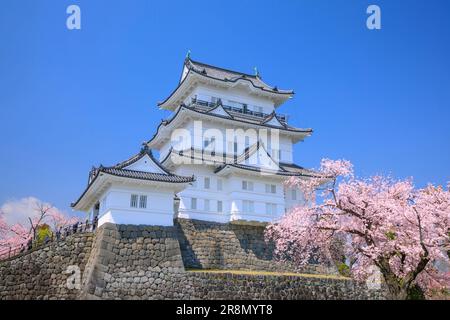 Castello di Odawara e fiori di ciliegio Foto Stock