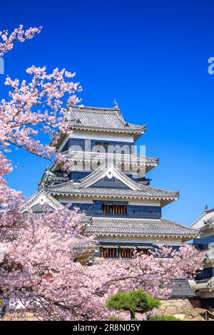 Castello di Matsumoto e fiori di ciliegia Foto Stock