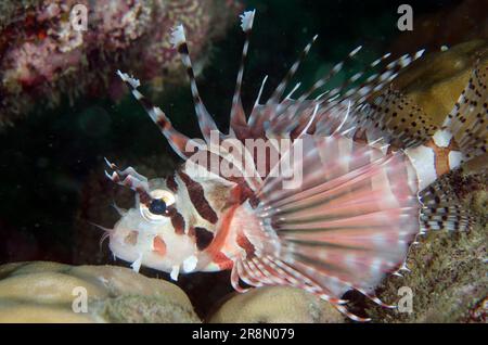 Zebra Lionfish, Dendrochirus zebra, che mostrano la trasparenza delle pinne pettorali simili a quelle dei fan, il sito di immersione Deep Reef, Pemuteran, Bali, Indonesia Foto Stock