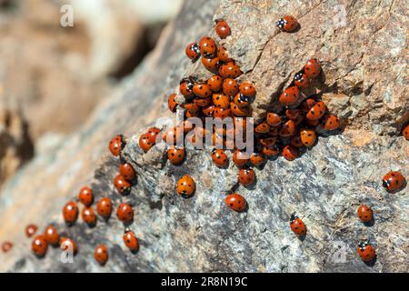 Uno sciame di coccinelle (coccinellidae) in Cipro Foto Stock