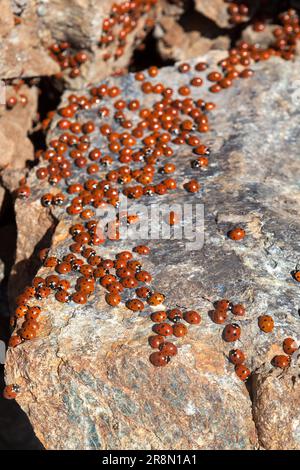 Uno sciame di coccinelle (coccinellidae) in Cipro Foto Stock