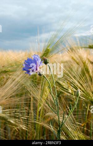 Fiordaliso (Centaurea cyanus) in campo di segale (Secale cereale), Germania Foto Stock