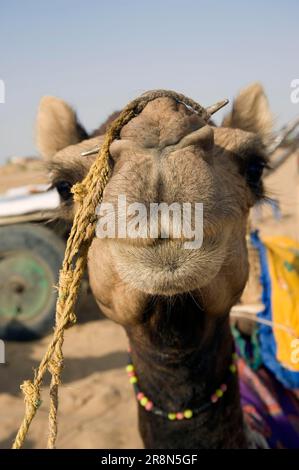 Dromedario (Camelus dromedarius) nel deserto del Thar, Rajasthan, dromedario, India Foto Stock