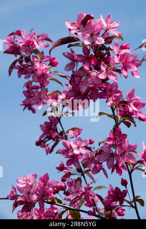 Viola, crabapple, Malus "Royal Raindrops" Foto Stock